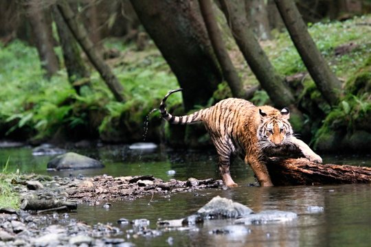 The Siberian tiger (Panthera tigris Tigris), or  Amur tiger (Panthera tigris altaica) in the forest walking in a river.