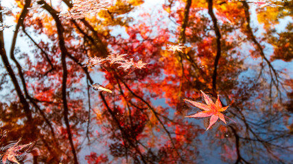 水面と紅葉　秋イメージ