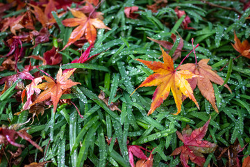 紅葉　秋イメージ