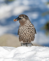 Close-up portrait of beautiful Spotted Nutcracker (Nucifraga caryocatactes)