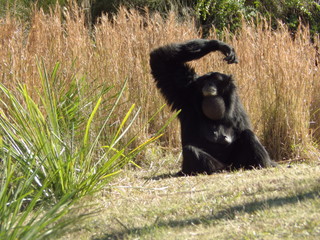 Siamang Gibbon