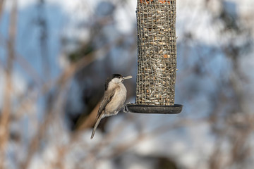 Close up of Marsh tit (Poecile palustris) Wildlife photo