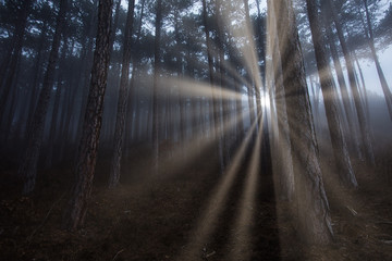 sun rays in misty forest