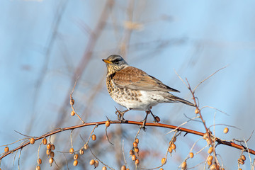 Fieldfare (Turdus pilaris), in the natural habitat