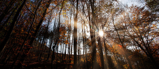 sun rays in autumn forest