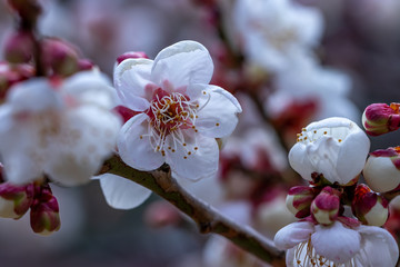 梅の花　初春イメージ