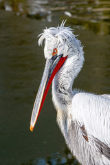 Dalmatian pelican (Pelecanus crispus) Wildlife in natural habitat