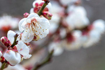 梅の花　初春イメージ