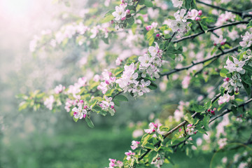 Spring blooming beautiful background in the garden