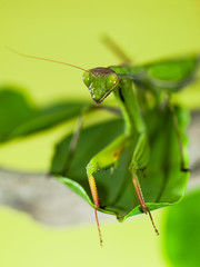 Close-up of a praying mantis