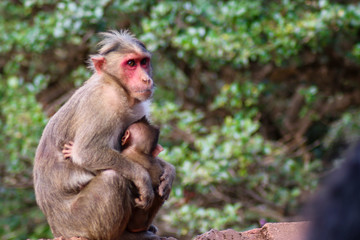 Young baby monkey with mother 