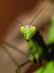 Close-up of a praying mantis