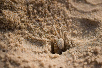 Crab on Karon Beach in Thailand, Phuket. Digs a mink in the sand