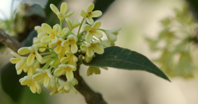 Group of white Sweet osmanthus flowers or Sweet olive flowers blossom on its tree in spring time