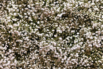 white flowr gypsophila bouquet. transparant for wedding or decoration