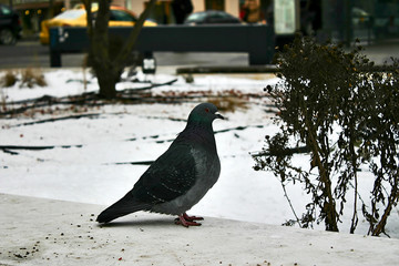 a dove walks on a snow covered lawn