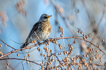 Fieldfare (Turdus pilaris), in the natural habitat