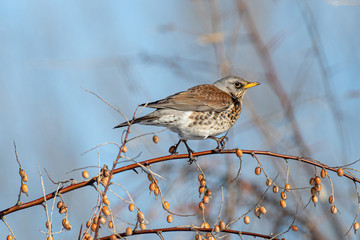 Fieldfare (Turdus pilaris), in the natural habitat