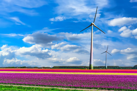 Tulpenbl&uuml;te Holland