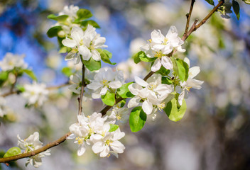 Obraz premium Beautiful branch of a blooming apple tree