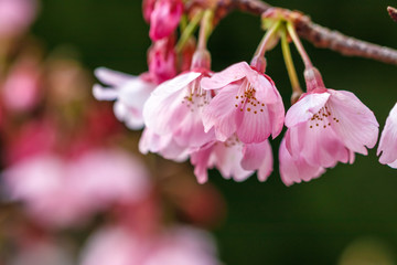 Obraz premium 桜の花 春イメージ