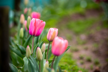 チューリップの花　春イメージ