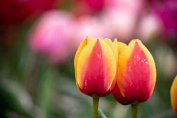 チューリップの花　春イメージ