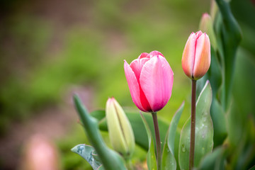 チューリップの花　春イメージ