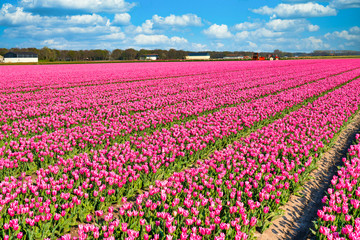 Fototapeta premium Tulpenblüte Holland