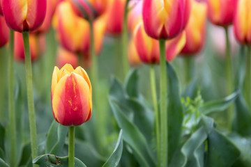 チューリップの花　春イメージ