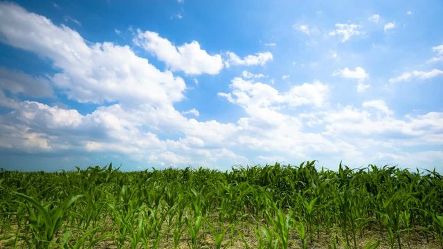 Timelpase of clouds over green field