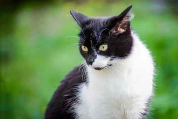 Naklejka na ściany i meble Portrait of a black and white cat on a blurry green background