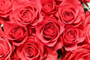 Natural red roses cutflowers background