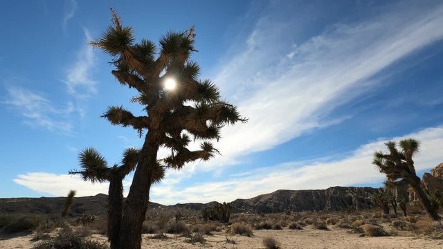 Sun Shining Brightly Between The Branches Of A Joshua Tree In Red Rock Canyon In Las Vegas, Nevada - Timelapse