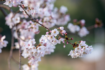 桜の花　春イメージ