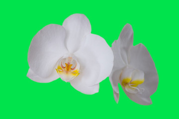 orchid on white background