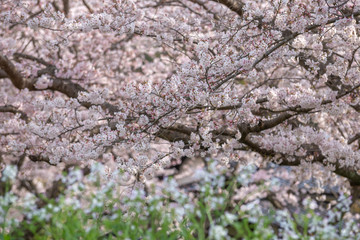 桜の花　春イメージ