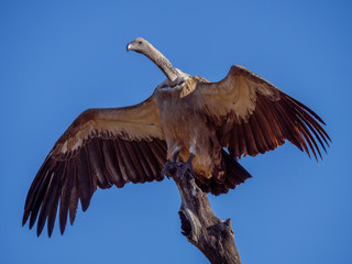 White-backed vulture (Gyps africanus). Mpumalanga. South Africa.