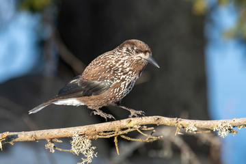 Close-up portrait of beautiful Spotted Nutcracker (Nucifraga caryocatactes)