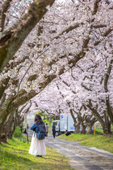 Obraz premium 桜のアーチ 春イメージ