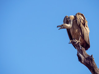 White-backed vulture (Gyps africanus). Mpumalanga. South Africa.
