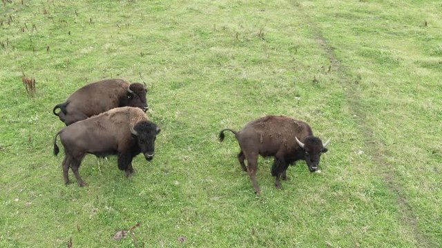 Buffalo defecating on field and hanging.