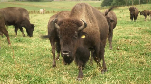 Buffalo walking near and staring.