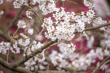 桜の花　春イメージ