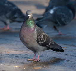 pigeon or dove bird, closeup