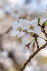 桜の花　春イメージ