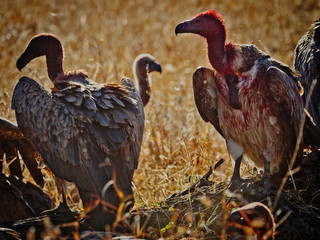 White-backed vulture (Gyps africanus). Mpumalanga. South Africa.
