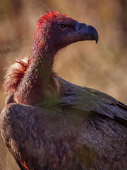 White-backed vulture (Gyps africanus). Mpumalanga. South Africa.