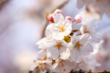 桜の花　春イメージ