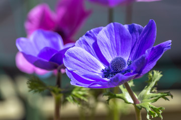 アネモネの花　春イメージ